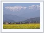 Annapurna 2 and Mustard - by Hae Kwang Cheong * 577 x 417 * (62KB)